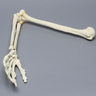 Arm, Foam Cortical Shell , Left