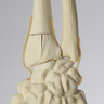 Hand and Wrist with Three-Part Fracture, Foam Cortical