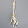 Hand and Wrist without Canal, Solid Foam