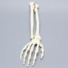 Hand and Wrist, Articulated, Solid Foam, Right