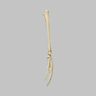 Hand and Wrist, Articulated, Solid Foam, Right