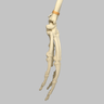 Hand and Wrist, Articulated, Solid Foam, Right