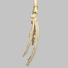 Hand and Wrist, Articulated, Solid Foam, Right