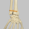Hand and Wrist, Articulated, Solid Foam, Right