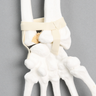 Hand and Wrist with Ligaments, Solid White Plastic