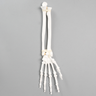 Hand and Wrist with Ligaments, Solid White Plastic