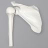 Intraosseous Access Shoulder Demonstrator