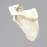 Scapula and Clavicle, Solid Foam, Left