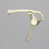 Scapula and Clavicle, Solid Foam, Left