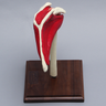 Shoulder with Muscles and Stand, Solid Foam, Left