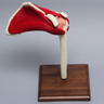 Shoulder with Muscles and Stand, Solid Foam, Left