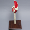 Shoulder with Muscles and Stand, Solid Foam, Left