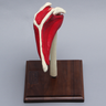 Shoulder with Muscles and Stand, Solid Foam, Left