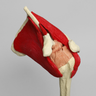 Shoulder with Muscles and Stand, Solid Foam, Left