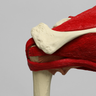 Shoulder with Muscles and Stand, Solid Foam, Left