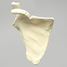 Scapula, Solid Foam, Right