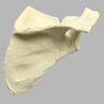 Scapula, Solid Foam, Right