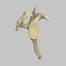 Scapula, Solid Foam, Right