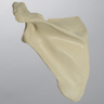 Scapula, Solid Foam, Left