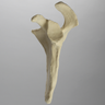 Scapula, Solid Foam, Left