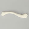 Clavicle, Solid White Plastic, Right