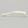 Clavicle, Solid White Plastic, Right