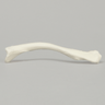 Clavicle, Solid White Plastic, Right
