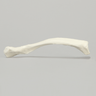 Clavicle, Solid White Plastic, Right