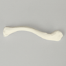 Clavicle, Solid White Plastic, Right