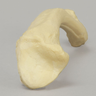 Clavicle, Solid Foam, Right