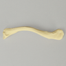 Clavicle, Solid Foam, Right
