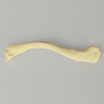 Clavicle, Solid Foam, Right