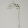 Shoulder with Radiopaque Properties, Right