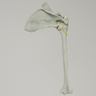 Shoulder with Radiopaque Properties, Right