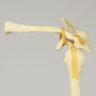 Shoulder, Articulated, Foam Cortical, Left
