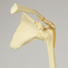 Shoulder, Articulated, Foam Cortical, Left