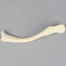 Clavicle, Solid Foam, Left