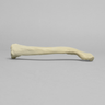 Clavicle, Solid Foam, Left