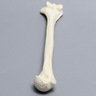 Humerus, Solid Foam, Right