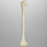 Humerus, Solid Foam, Left