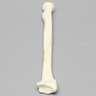 Radius with Long Oblique Fracture, 6.4mm Canal, Solid Foam