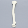Radius, 5.5mm Canal, Solid Foam, Right