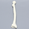 Radius, 5.5mm Canal, Solid Foam, Right