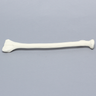 Radius, 5.5mm Canal, Solid Foam, Right