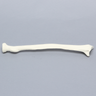 Radius, 6.4mm Canal, Solid Foam, Right