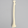 Radius with Distal Cavity, Solid Foam
