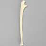 Ulna with Arthritis, Solid Foam, Female