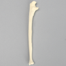 Ulna with Arthritis, Solid Foam, Female