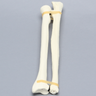 Ulna and Radius, 5.5mm Canal, Solid Foam