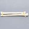 Ulna and Radius, 5.5mm Canal, Solid Foam